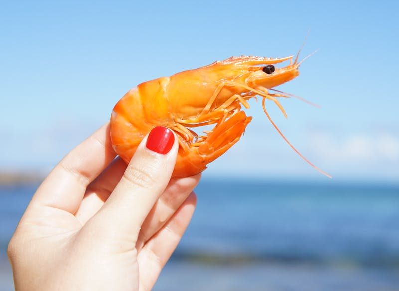 GAMBAS, UNO DE LOS MARISCOS MÁS APRECIADOS Y CONSUMIDOS EN ESPAÑA