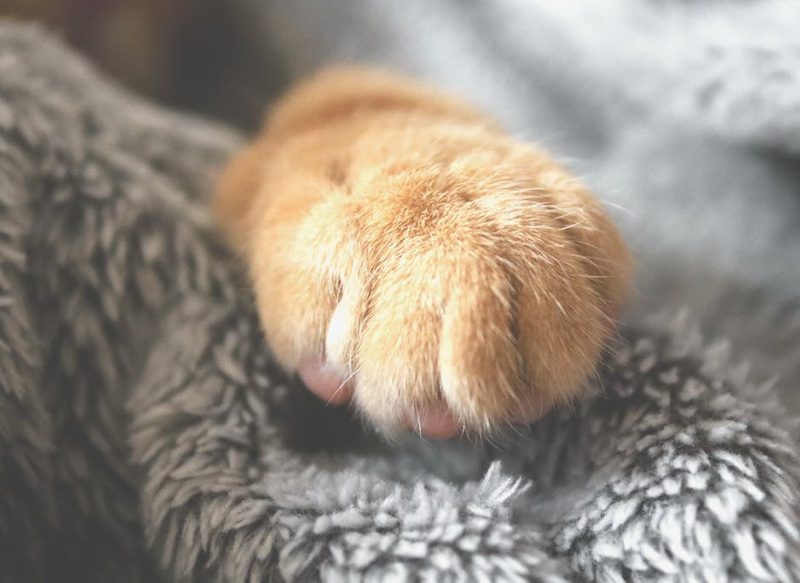 LA IMPORTANCIA DE VENTILAR SI TIENES GATO