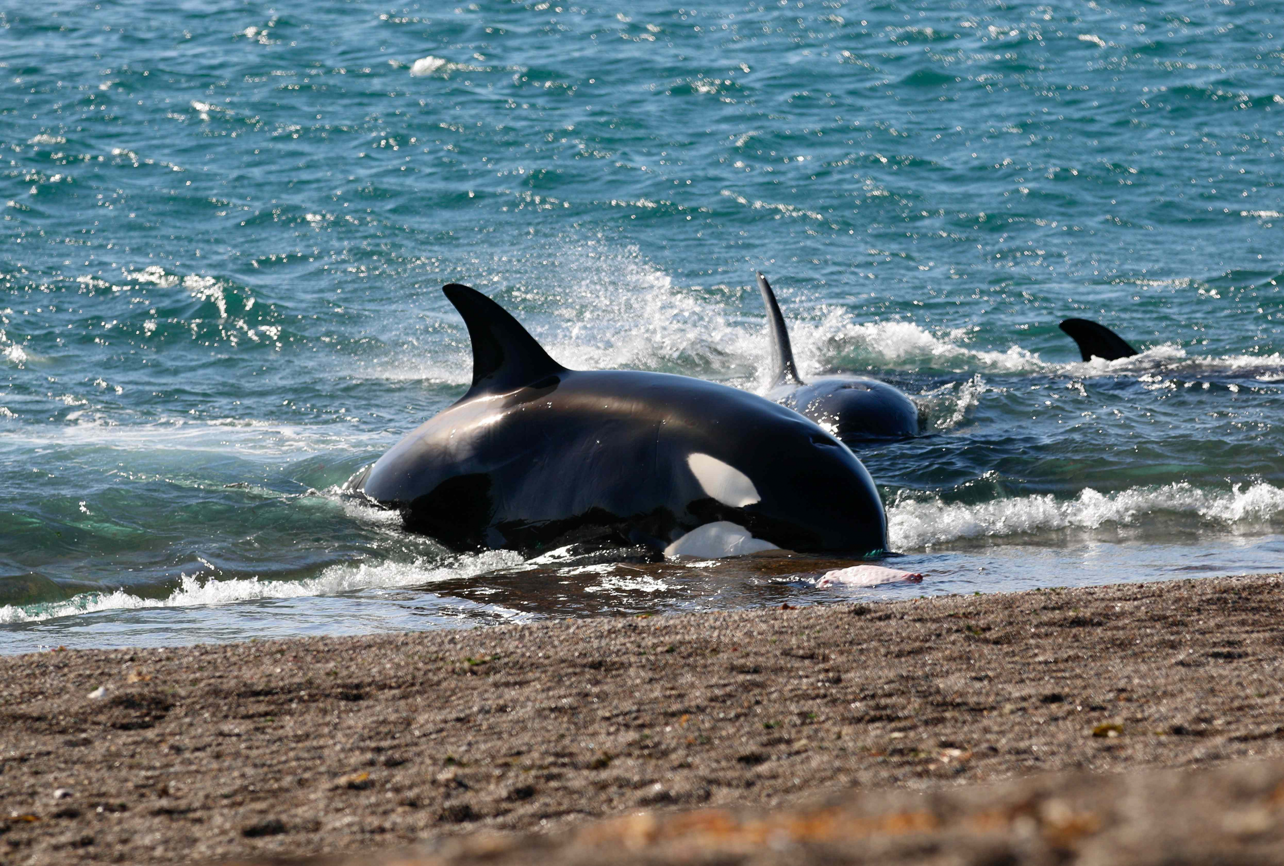 1647857494 Avistaje de orcas una experiencia imperdible en Pen nsula Vald s scaled Moncloa