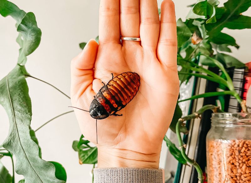 Con estas plantas jamás encontrarás una cucaracha en tu cocina