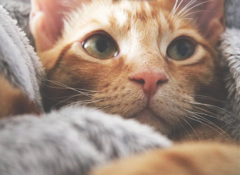 LIMPIA LOS PROBLEMAS RELACIONADOS CON TU GATO