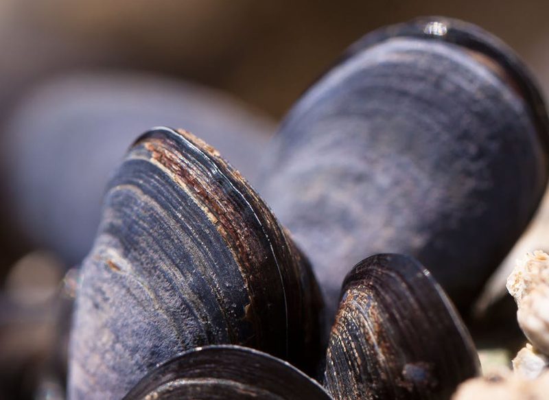 CONTRAINDICACIONES DE LOS MEJILLONES