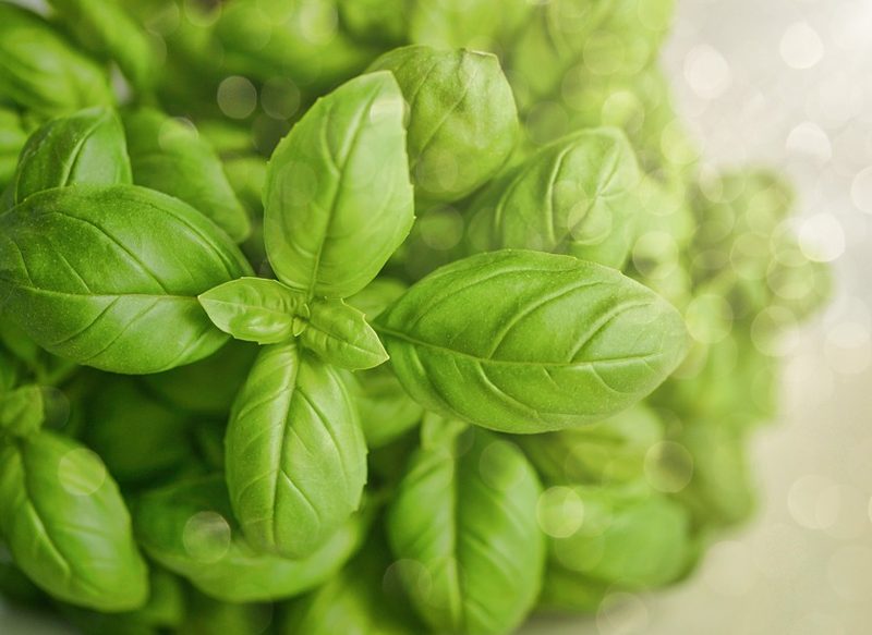 LA ALBAHACA, UNA PLANTA AROMÁTICA QUE AYUDA A EVITAR QUE APAREZCA UNA CUCARACHA EN TU HOGAR