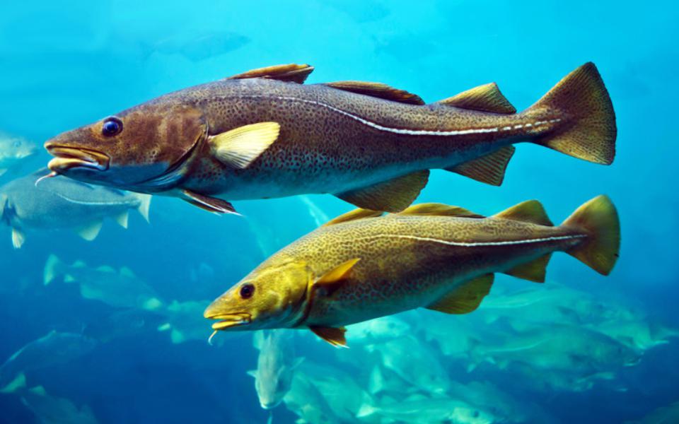 Origen del bacalao en España