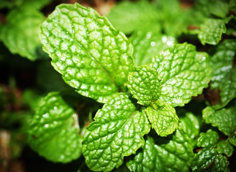 LA MENTA, OTRA PLANTA QUE AHUYENTA INSECTOS