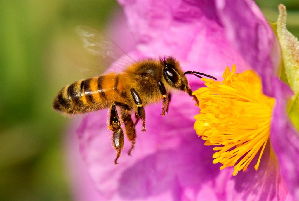 El consumo de miel afecta al mundo entero