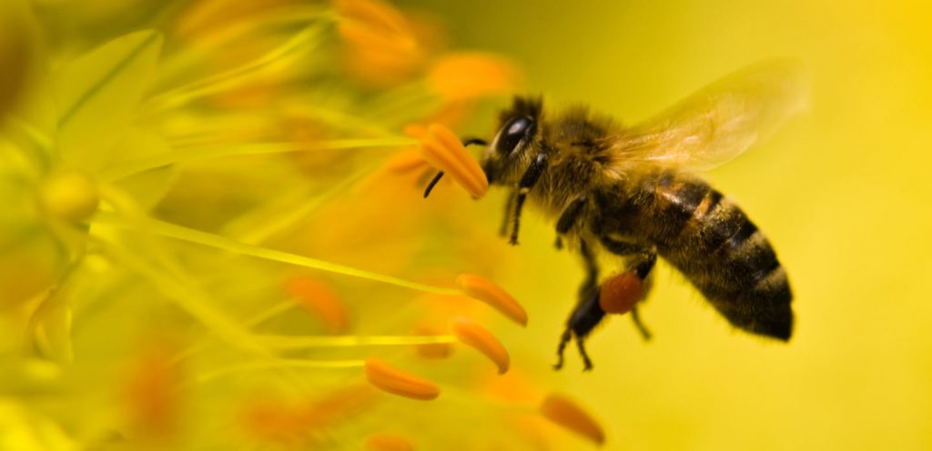 Los agroquímicos atentan contra la vida de las abejas