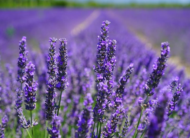 LAVANDA PARA EVITAR QUE APAREZCA UNA CUCARACHA EN LA COCINA