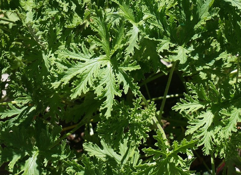 CITRONELA PARA EVITAR LA PRESENCIA DE CUCARACHA