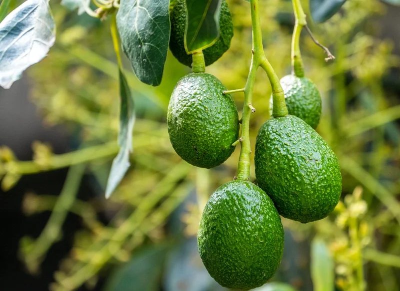 MERLUZA CON MAYONESA DE AGUACATE