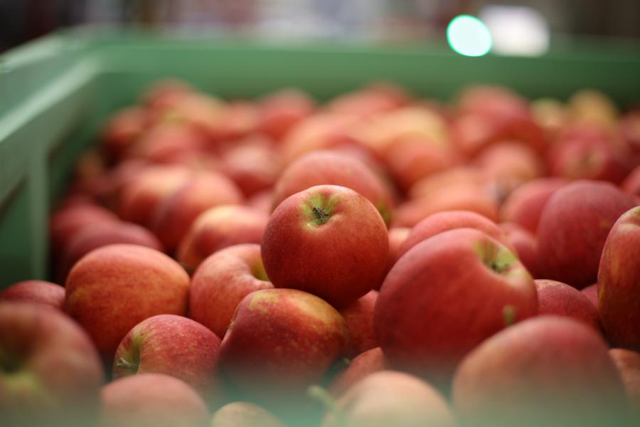 ¿Qué tipo de manzana elijo para mi tarta?