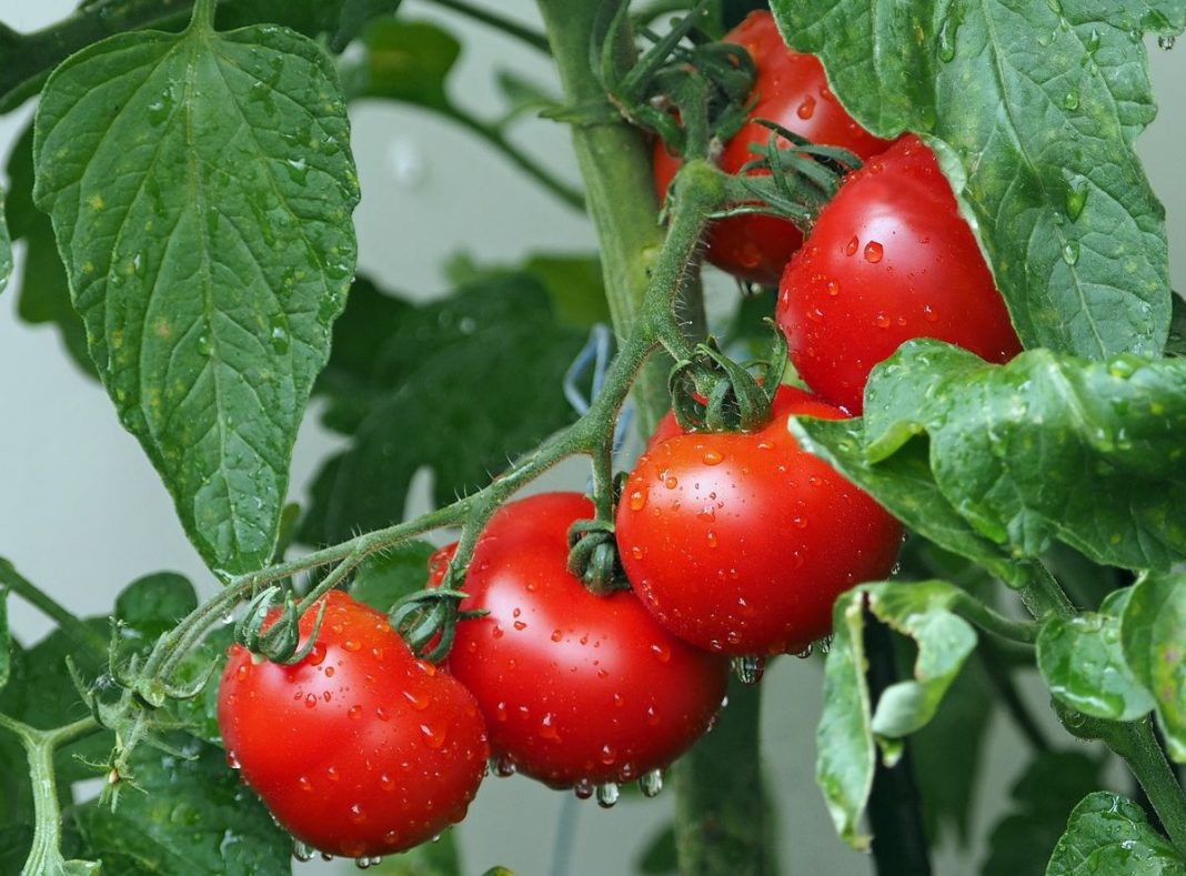 Propiedades de los tomates