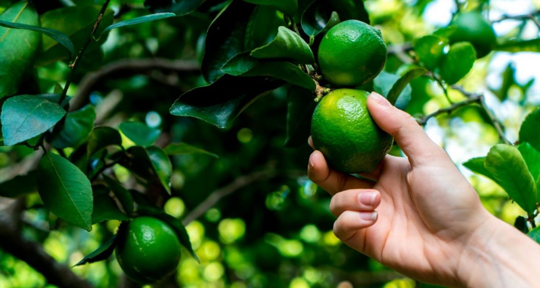 El limón ayuda a la digestión