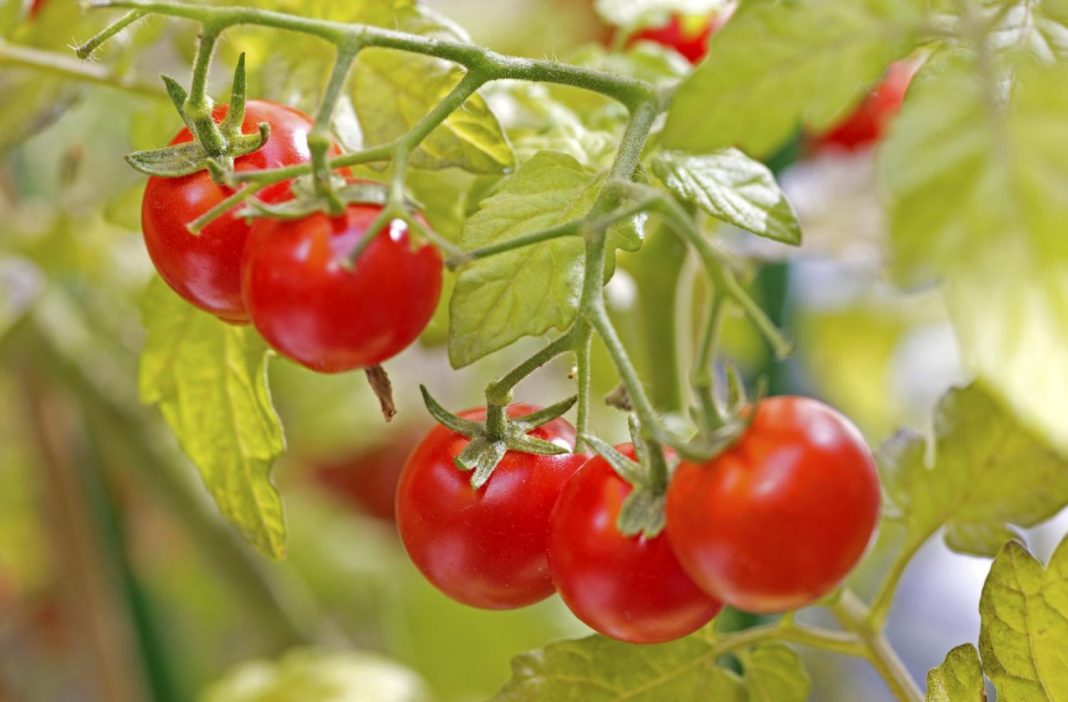 El tomate previene algunos tipos de cáncer