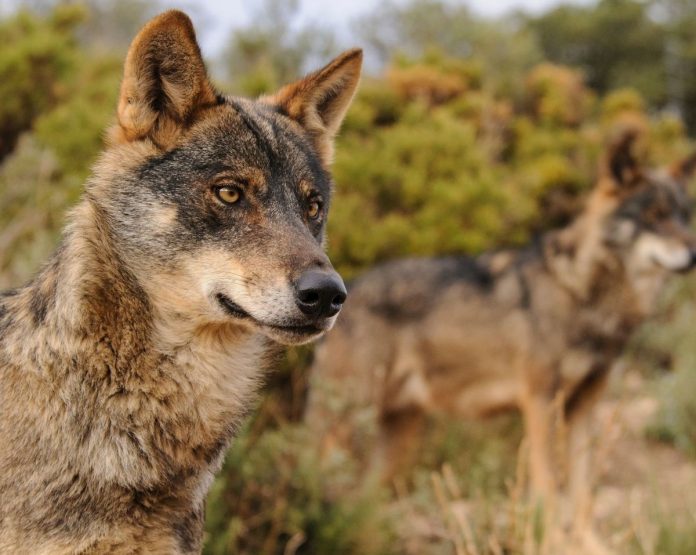 lobo