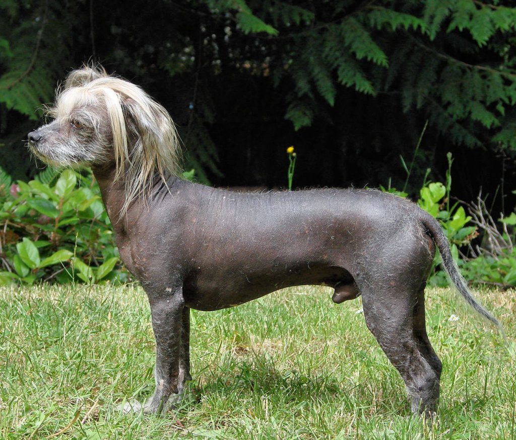 chinese crested perro