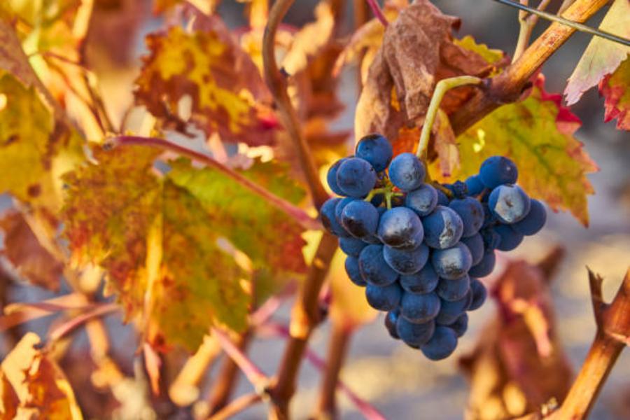 os viñedos de La Rioja Alavesa
