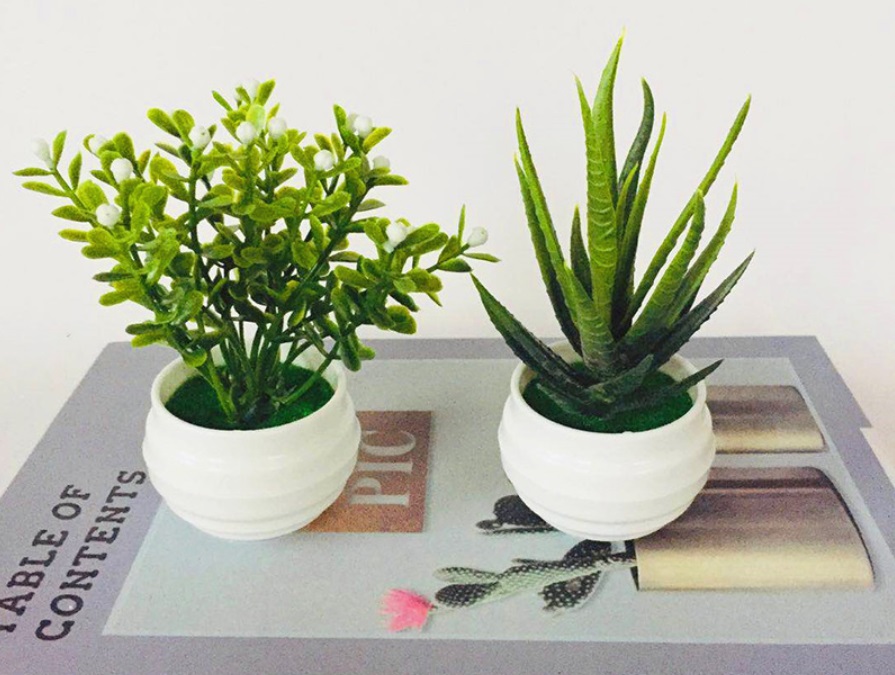 plantas pequeñas