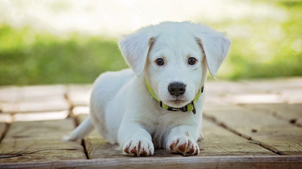 Elegir el tamaño adecuado de los perros