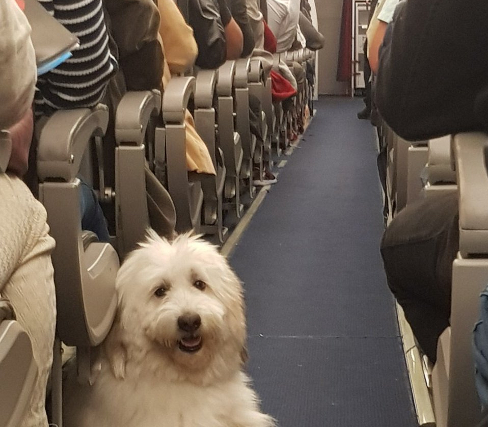 Viajar con tu mascota