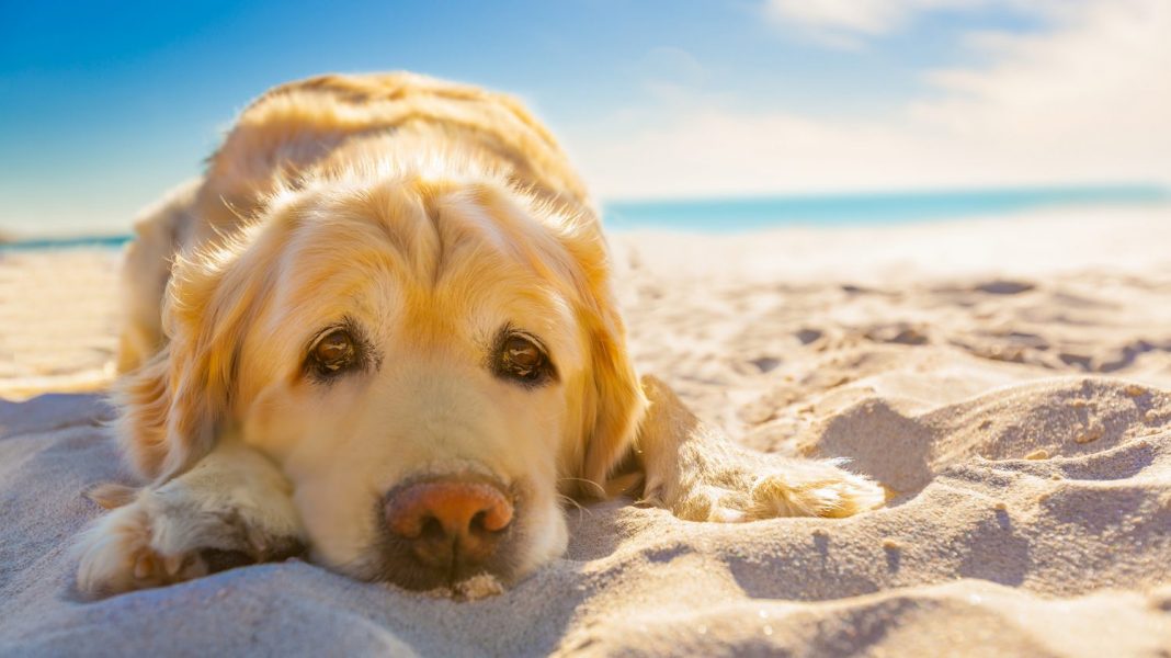 El golpe de calor en los perros