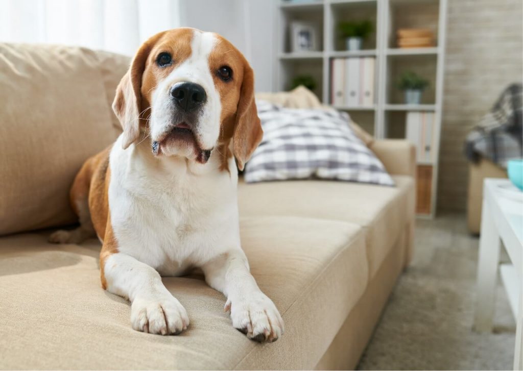 Husky, Pastor Alemán y otras razas de perros que no deberían vivir en un piso