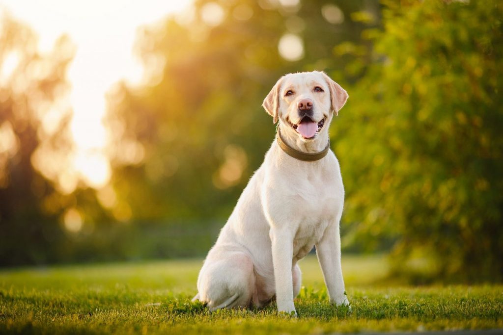 Los perros necesitan tiempo y espacio