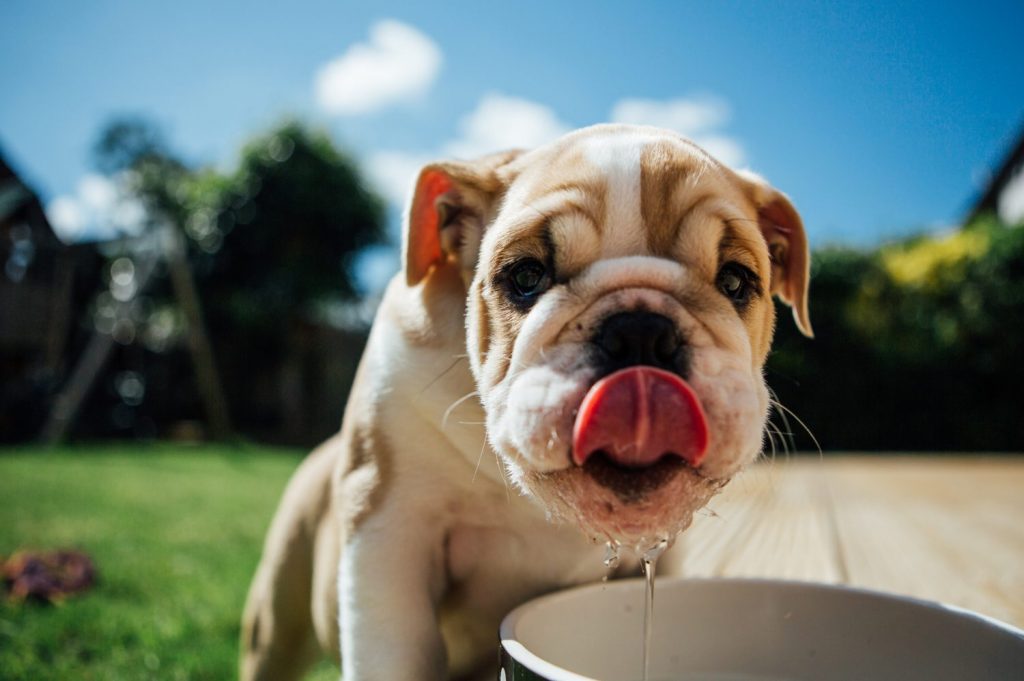 Principales síntomas del golpe de calor en tu perro