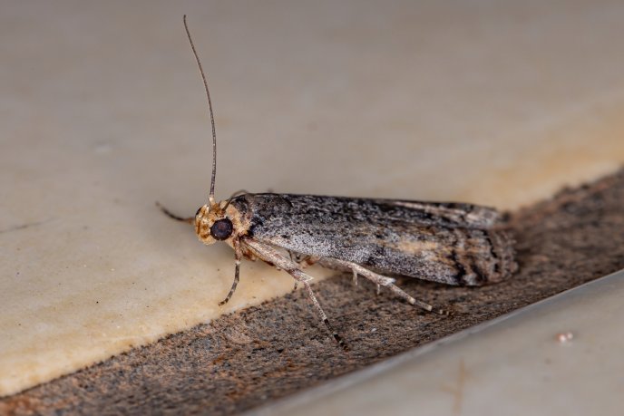 polilla
