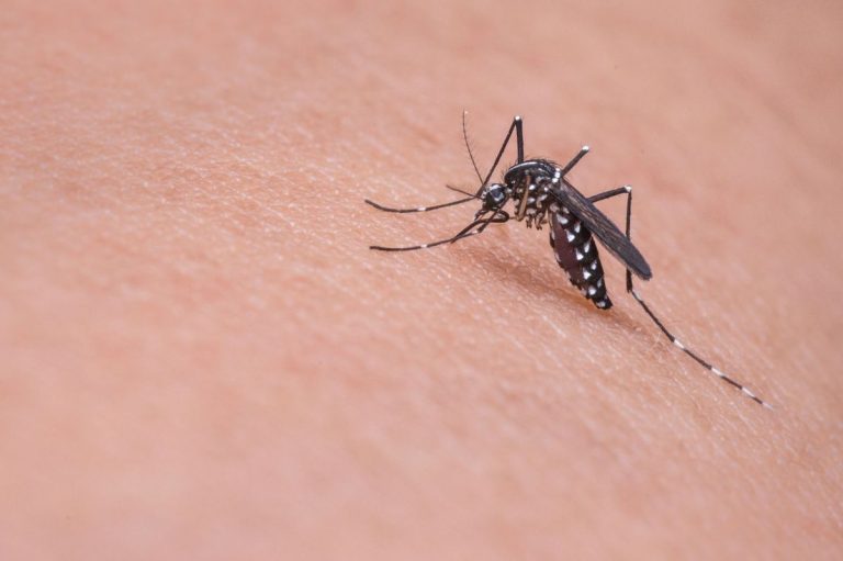 Estos son los mosquitos más peligrosos de España: zonas más afectadas y cómo evitarlos