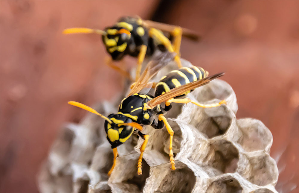 El truco definitivo para ahuyentar a las avispas de tu jardín 