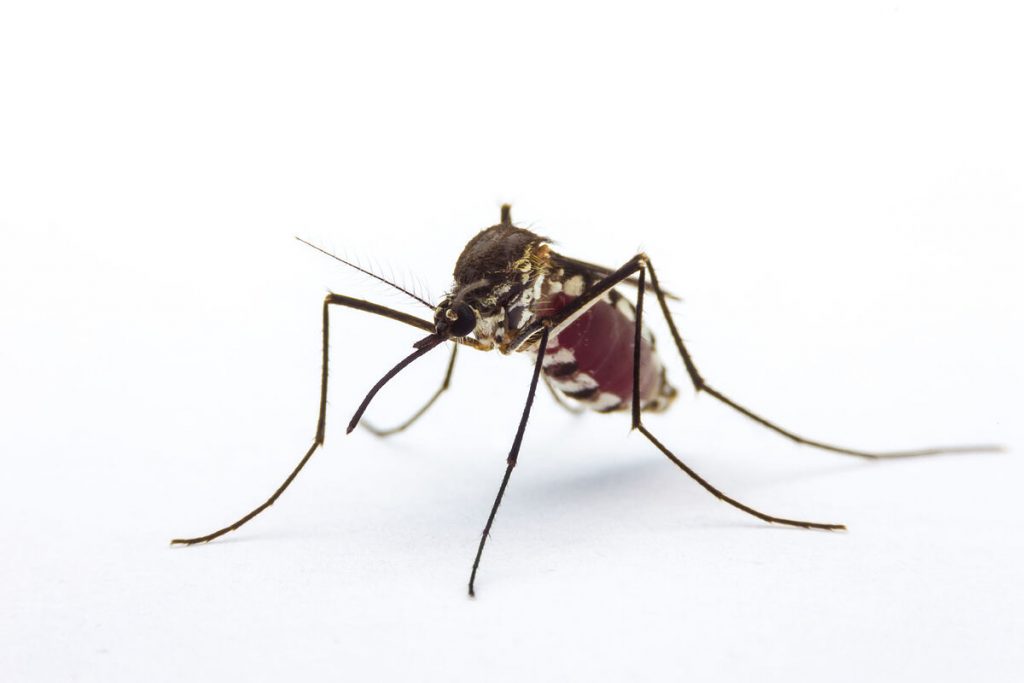 Especies de mosquitos peligrosas