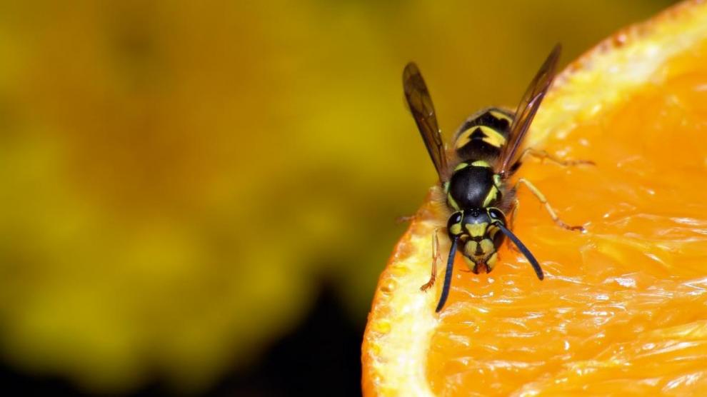 El truco definitivo para ahuyentar a las avispas de tu jardín 