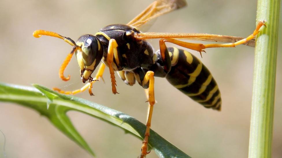 El truco definitivo para ahuyentar a las avispas de tu jardín 