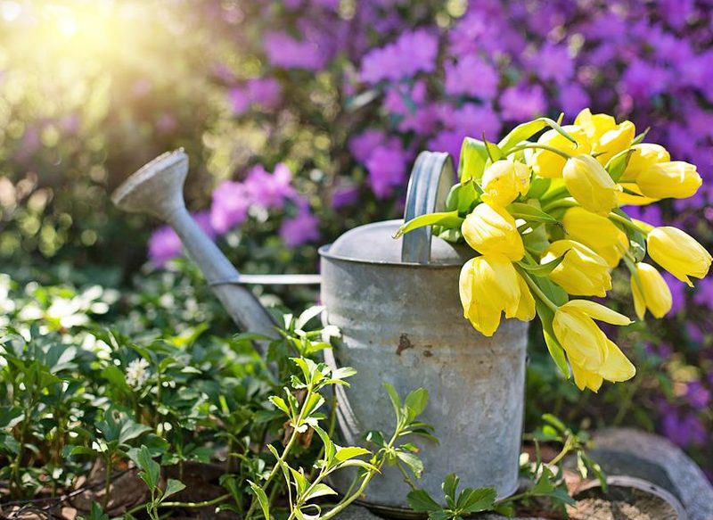 EL CUIDADO DE LAS PLANTAS EN VACACIONES