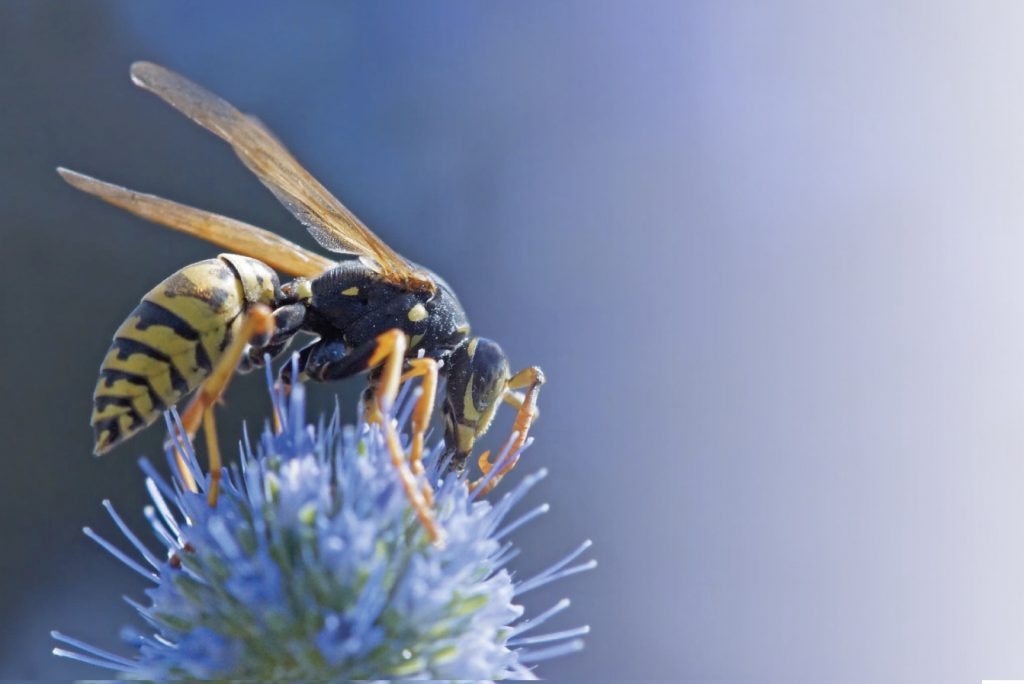 El truco definitivo para ahuyentar a las avispas de tu jardín 