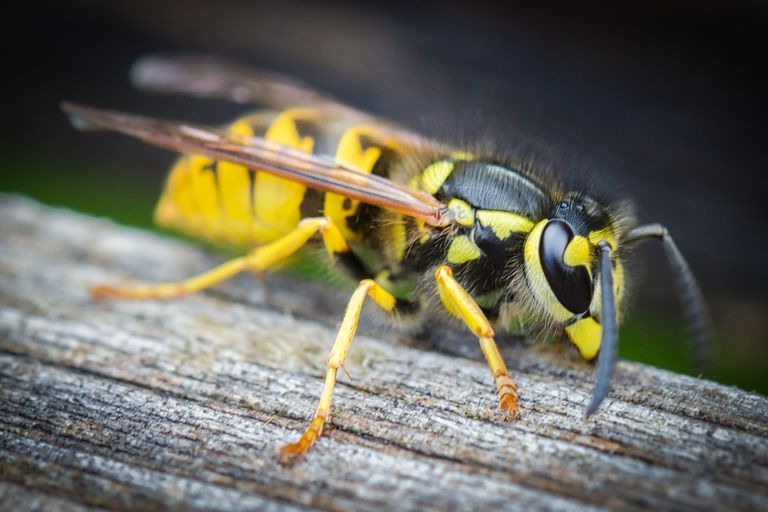 El truco definitivo para ahuyentar a las avispas de tu jardín 