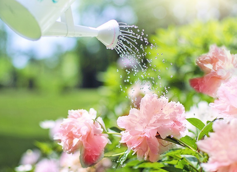 El truco para regar las plantas si te vas de vacaciones
