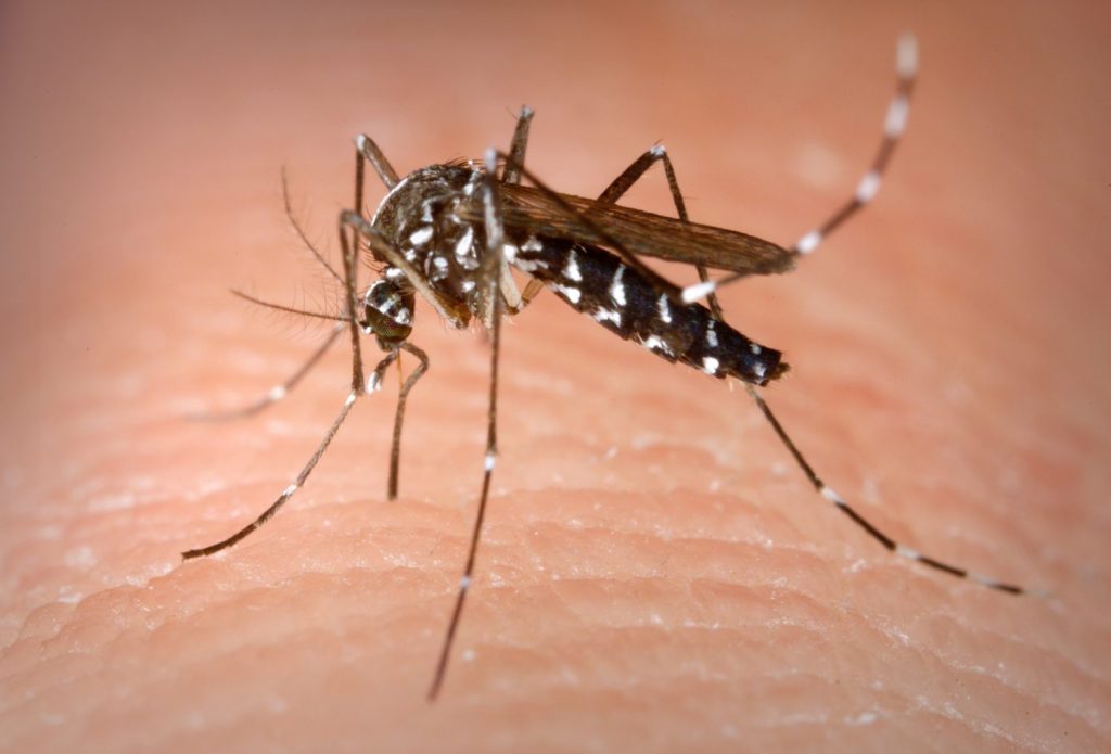 ¿Cómo combatir estos mosquitos?