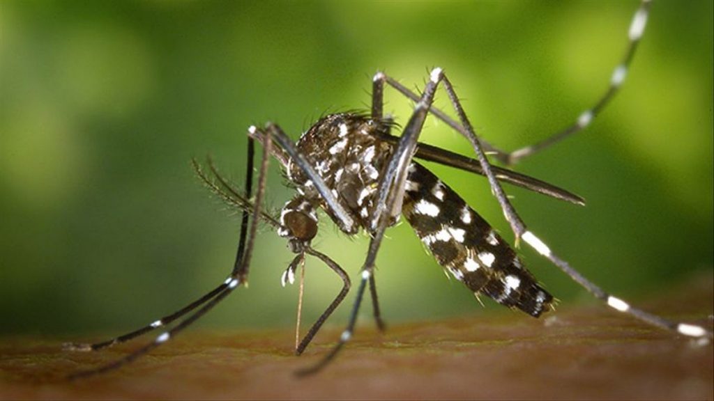 La única especie que puede transmitir la malaria
