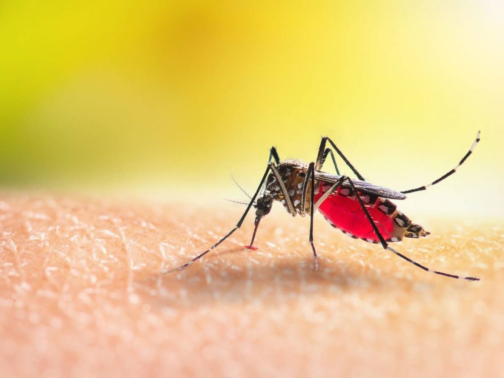'Aedes aegypti' puede transmitir el dengue, la fiebre amarilla y el zika