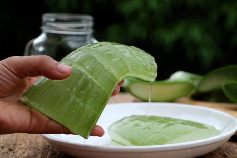 Aloe vera para picaduras de mosquitos