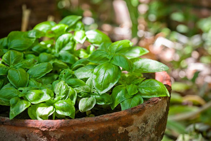 Albahaca, buen remedio contra picaduras de mosquitos