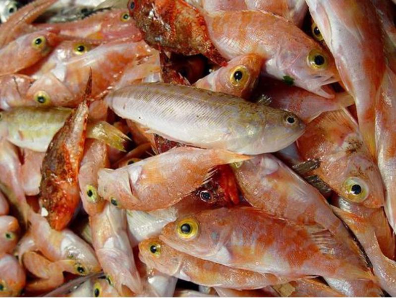 Pescado para el caldo para la receta