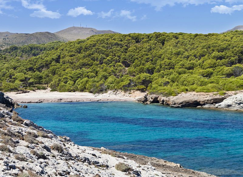 EN CALA FUSTER (MALLORCA) TAMBIÉN TE PUEDES TOPAR CON UNA MEDUSA