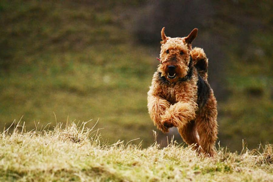 Raza de perro Airedale Terrier