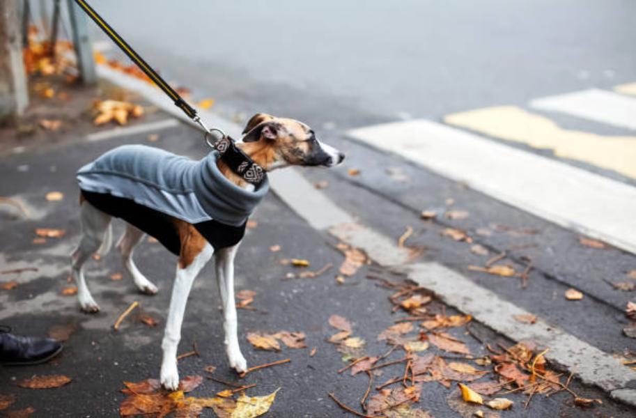 Galgo italiano
