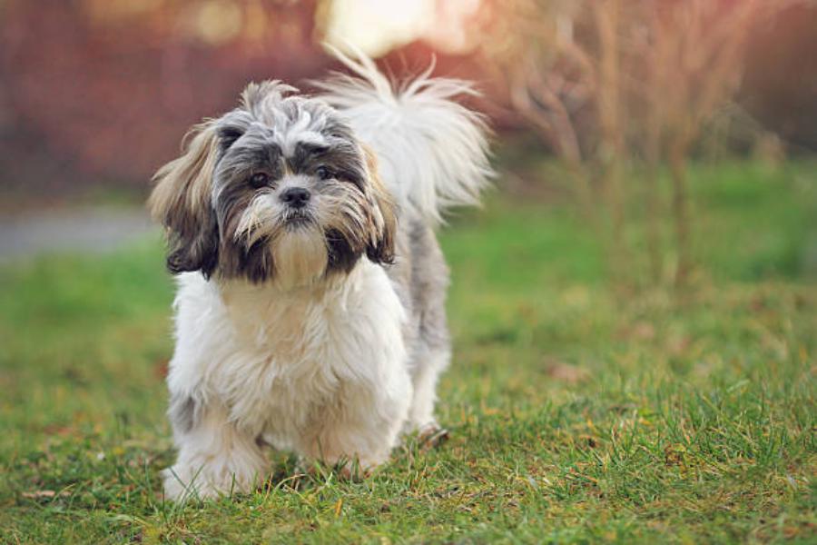 Razas de perro Shih Tzu