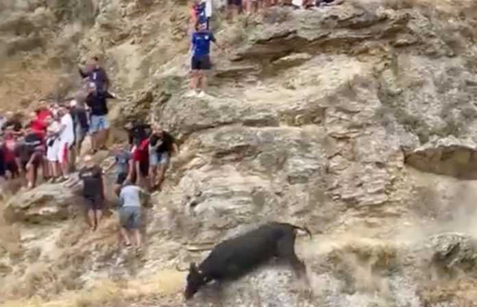 El ayuntamiento de Falces maltrata a un toro en sus encierros
