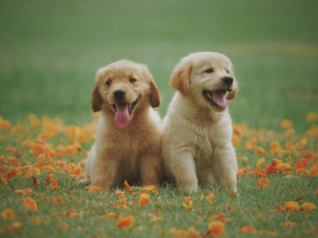 La revolucionaria app que te permite encontrar a tu perro si se pierde 1 Moncloa encontrar-a-tu-perro